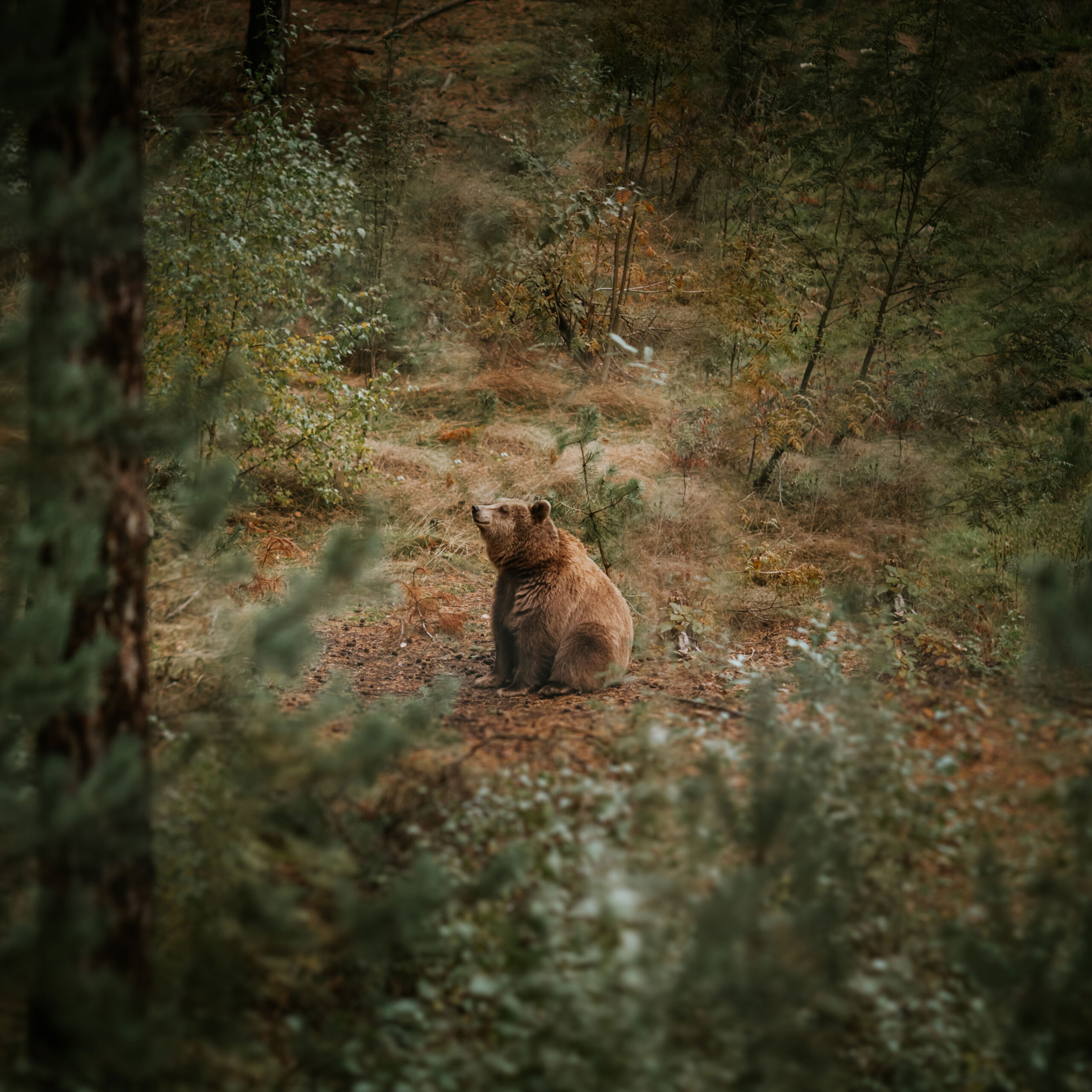 Bär im Wald